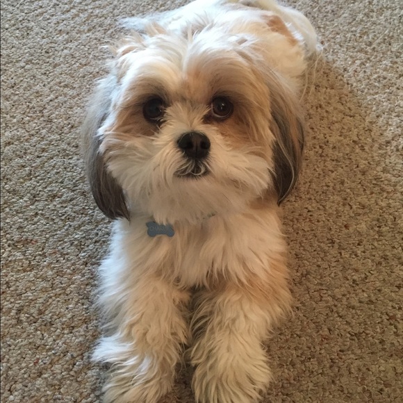 Meet your Posher, Lori - Picture 2 of 2